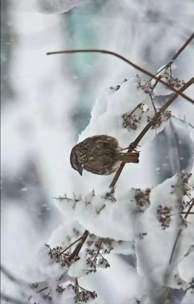 大地欧洲杯直播:大地篮球直播