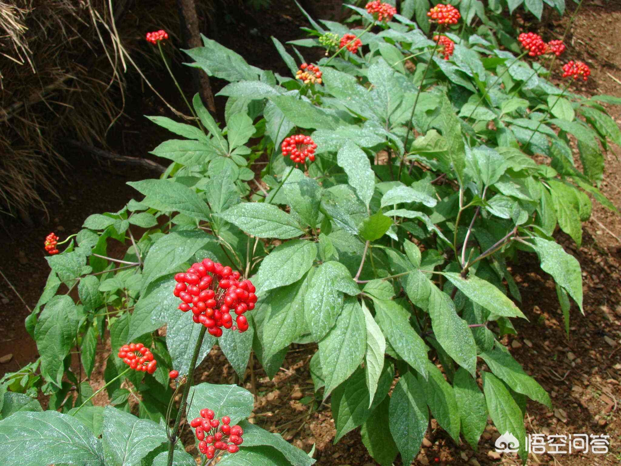 白山市哪能看欧洲杯直播:白山市哪能看欧洲杯直播的地方