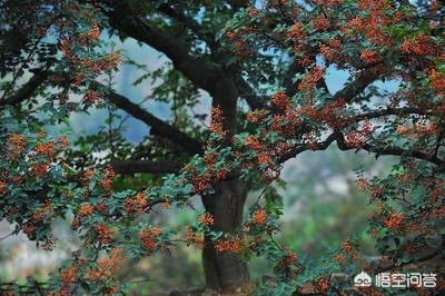 花椒直播可以看欧洲杯比赛吗:花椒直播可以看欧洲杯比赛吗视频