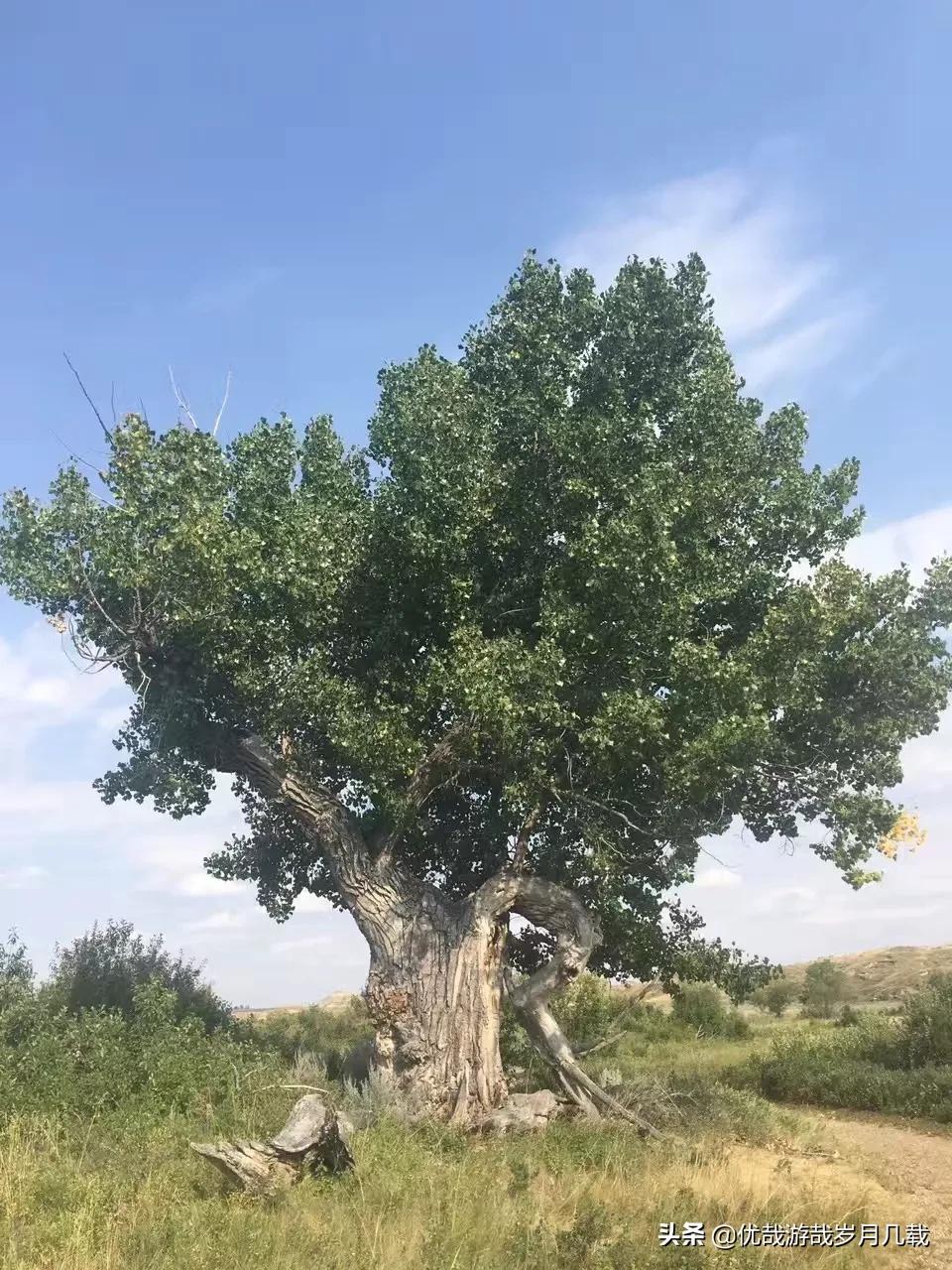 小杜怎么看欧洲杯直播的:小杜怎么看欧洲杯直播的视频