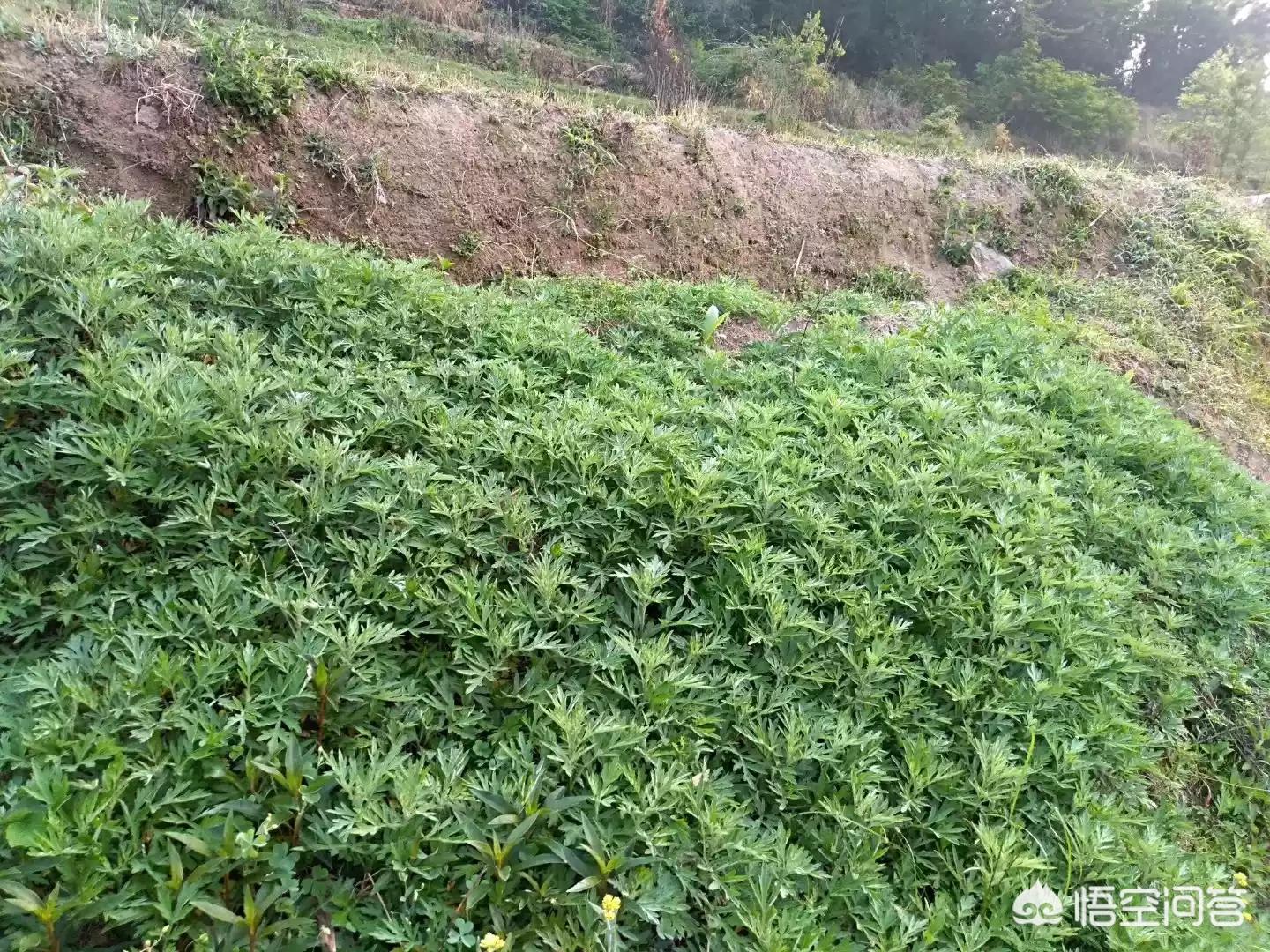 植直播欧洲杯:直播 欧洲杯