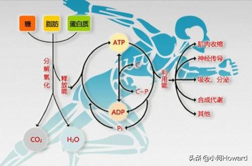 直播欧洲杯怎么瘦腿:直播的欧洲杯