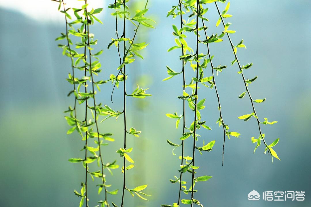 豆瓣心的芯欧洲杯直播室:豆瓣 心