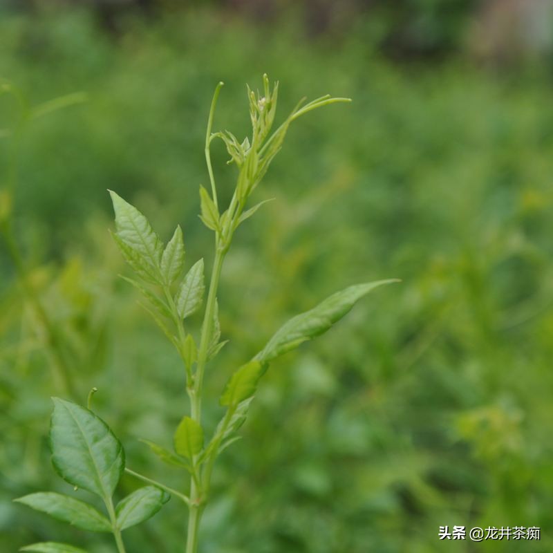 建阳哪里可以看欧洲杯直播:建阳哪里可以看欧洲杯直播的