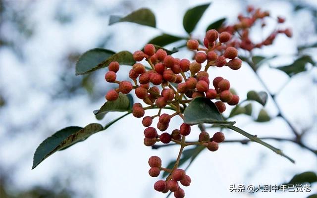 花椒直播欧洲杯:花椒直播欧洲杯在哪看