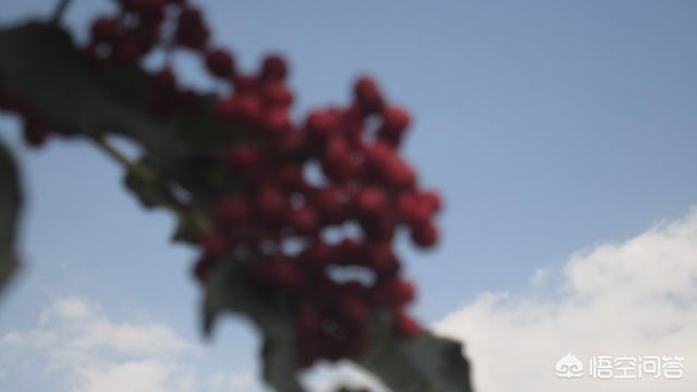 花椒直播能看欧洲杯直播吗:花椒直播能看欧洲杯直播吗知乎