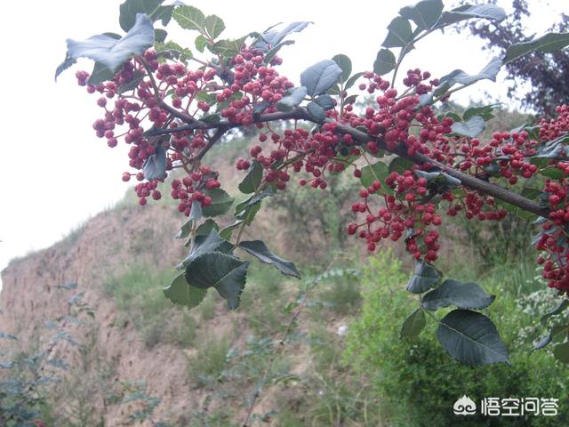 花椒直播能看欧洲杯直播吗:花椒直播能看欧洲杯直播吗知乎