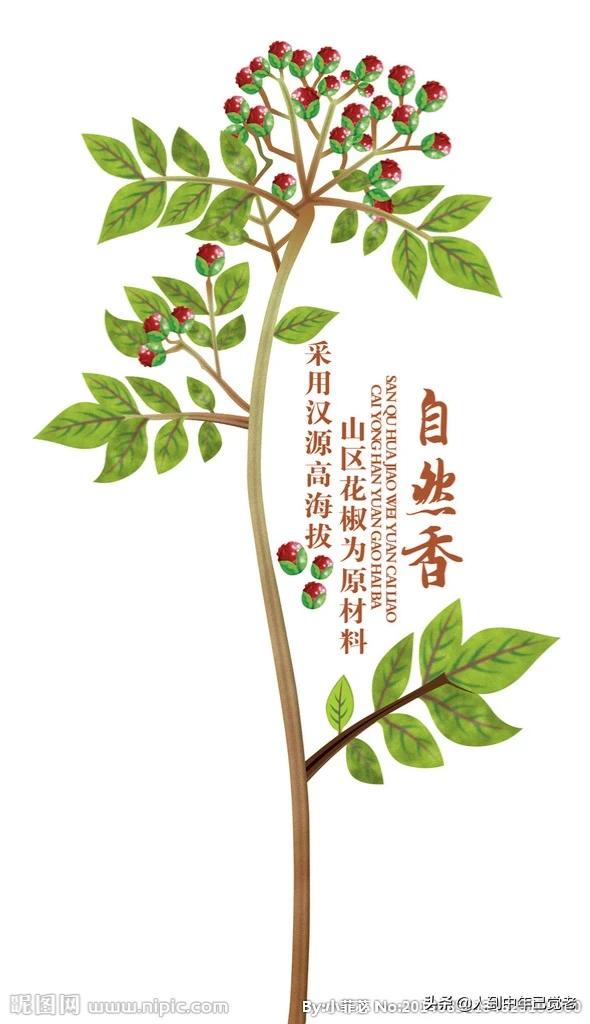 花椒和欧洲杯直播:花椒和欧洲杯直播哪个好