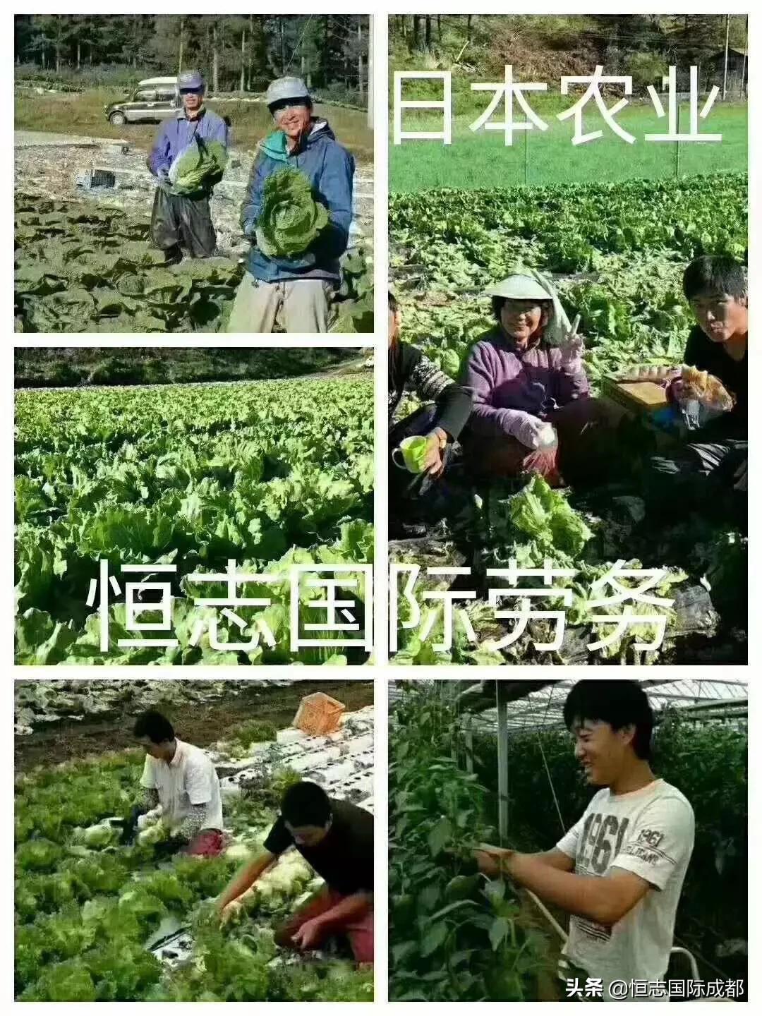 欧洲杯直播运营专员面试:直播运营面试问题和回答