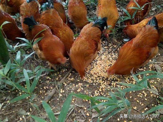 柳州小龙虾欧洲杯直播时间:柳州市小龙虾餐厅