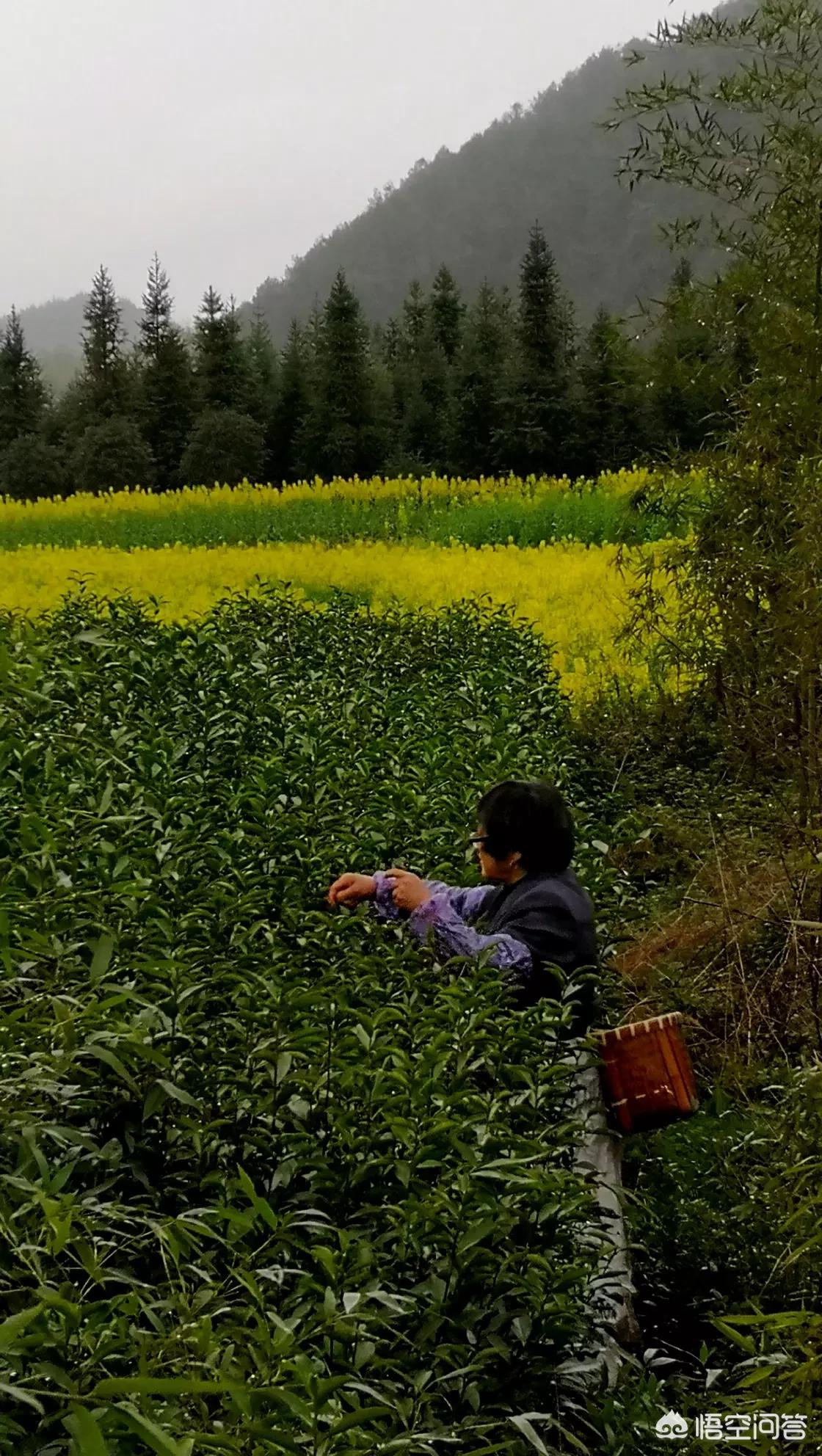 昆明欧洲杯直播平台:昆明欧洲杯直播平台有哪些